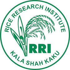 Rice Research Institute Jobs